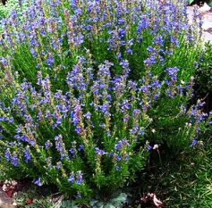 Hyssop Oil, Color : Colorless or greenish yellow