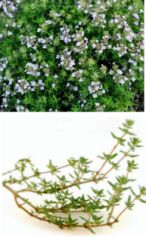 Thyme Oil, Color : Colorless to reddish brown
