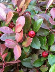 Wintergreen Oil, Color : Colorless, yellowish or reddish
