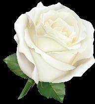 White Rose