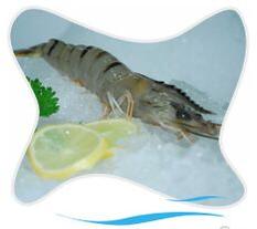 Chopped Farm Fresh Shrimps, for Cooking, Food, Human Consumption, Making Medicine, Making Oil, Style : Dried
