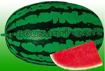 Indo Us 9945 Watermelon F1 hybrid seeds