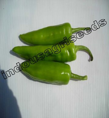 Indo Us Panvel(double) hybrid chilli seeds