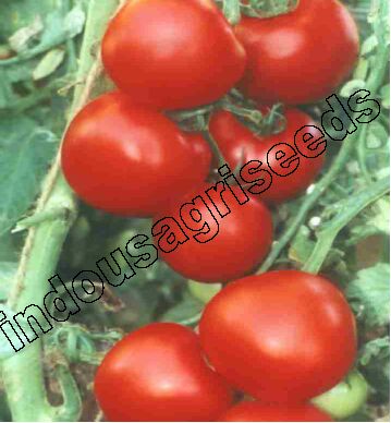 Indo Us Rakhi Op Tomato Seeds