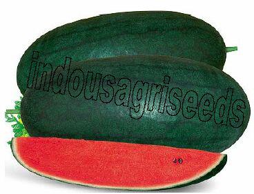 Indo Us Ritu Baby Watermelon F1 Hybrid Seeds