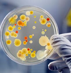 Complete Microbial Analysis Services