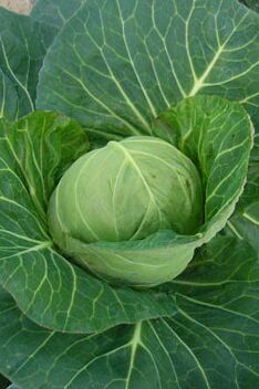 cabbage