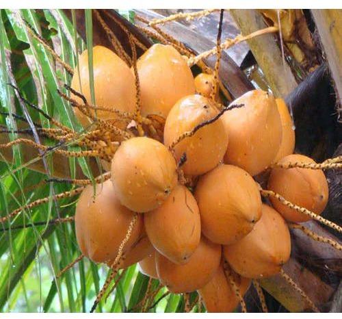 Natural Orange Tender Coconut, Packaging Type : Bag