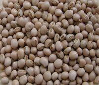 Pigeon Peas