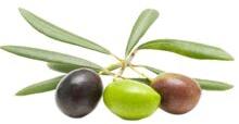 organic Olive oil