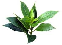 AROMAAZ INTERNATIONAL Tea tree soap, Form : Solid, Solid