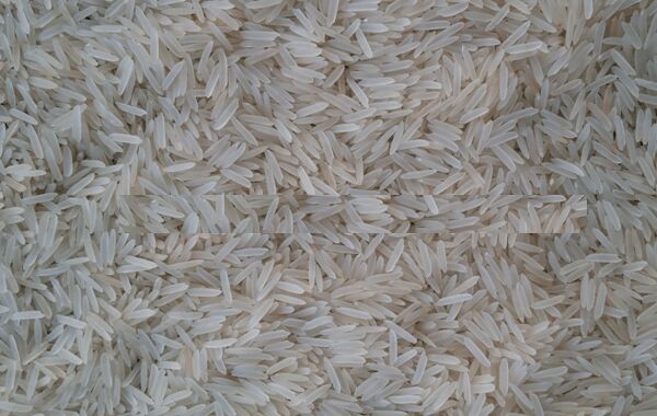 Sugandha Sella Cream Rice