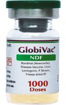 Globivac NDF New Castle Disease Vaccine