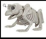 Frog Skeleton