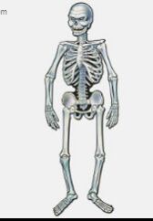 Jointed Paper Skeleton