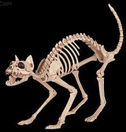 Kitty Bonez Skeleton