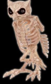 Owl Skeleton