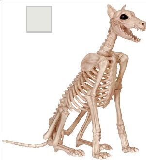Skeleton Doberman Dog