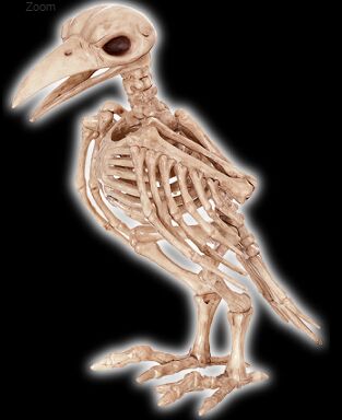 Tweety Bonez Skeleton
