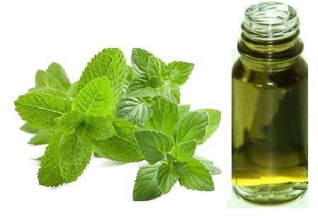 Catnip oil