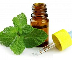 Mint Essential Oil, Purity : 100% Pure Natural