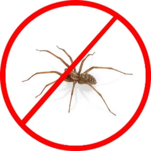 Industrial Spider Control Services