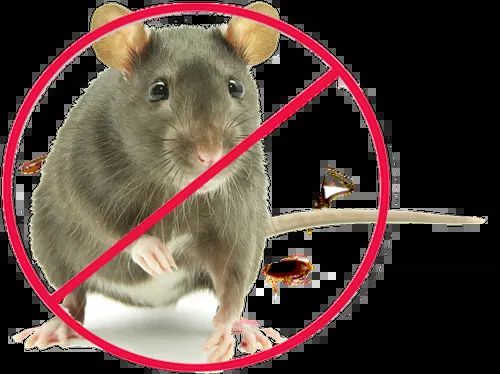 Rat Pest Control Service