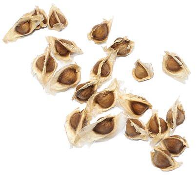 Moringa Conventional Seeds