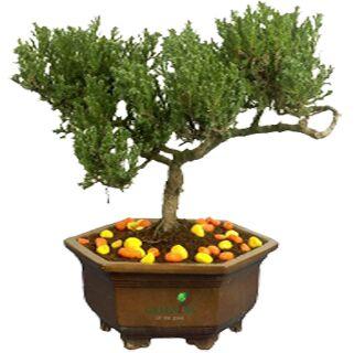 Juniperus Bonsai