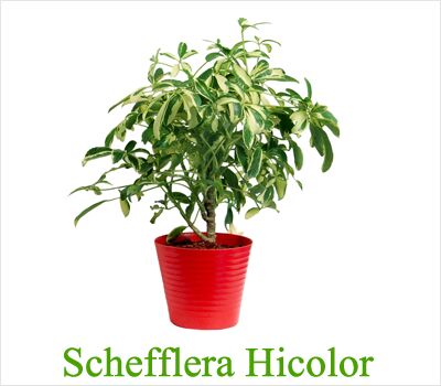 Schefflera Hicolor