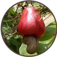 Cashew nut