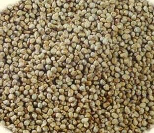 Bajra Cattle feed Seeds