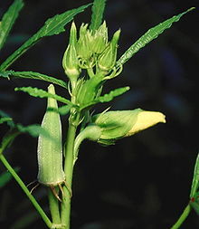 Bhindi seeds