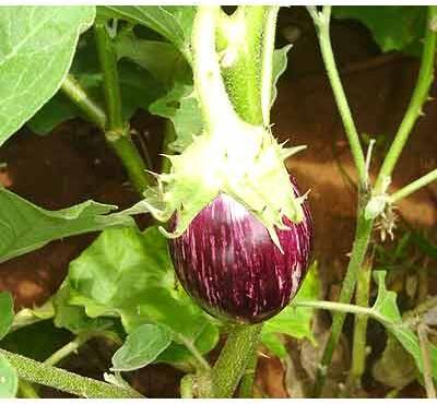 Brinjal Gourd Seeds