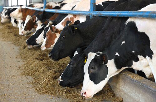 Dairy Cattle Feed