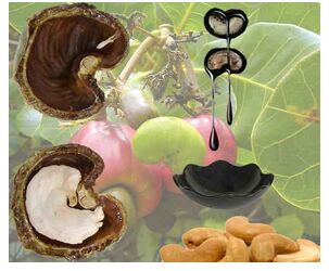 Cashew Nut Shell, Packaging Type : Pouch, Pp Bag