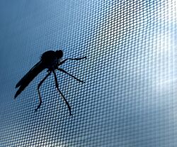 Mosquito Screen