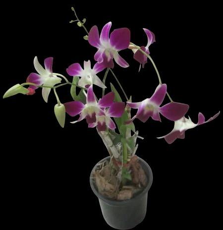 Dendrobium Orchid Plant