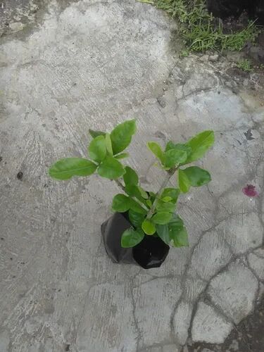 Hybrid Chameli Plant