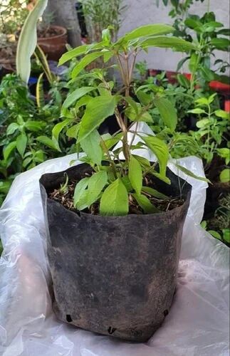 Thai Basil Plant, Color : Green (Leaf)