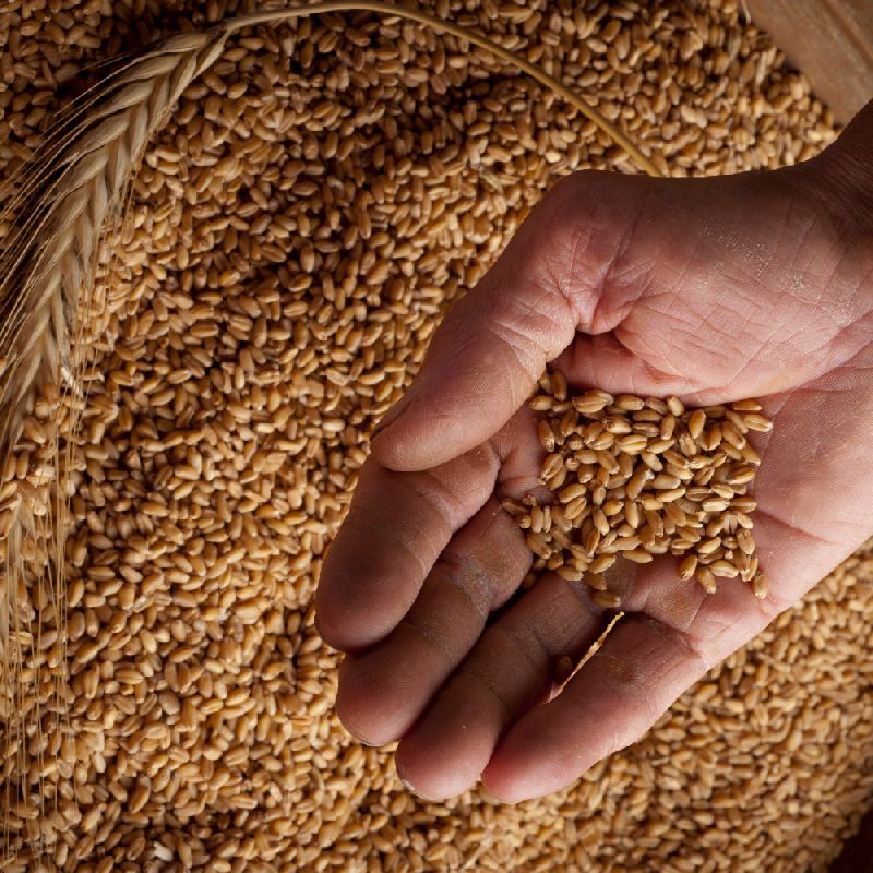 Natural bansi wheat, for Cooking