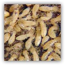 termiticide