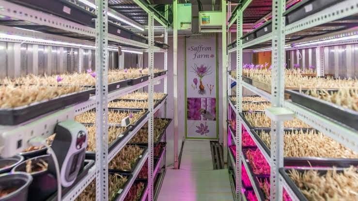 Saffron Cultivation Cold Storage Room