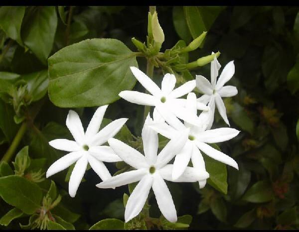 Jasmine Incense Stick