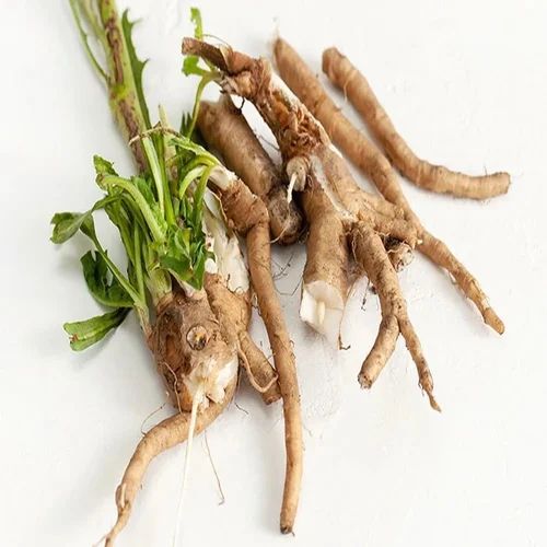 White Chicory Roots, for Bakery Products