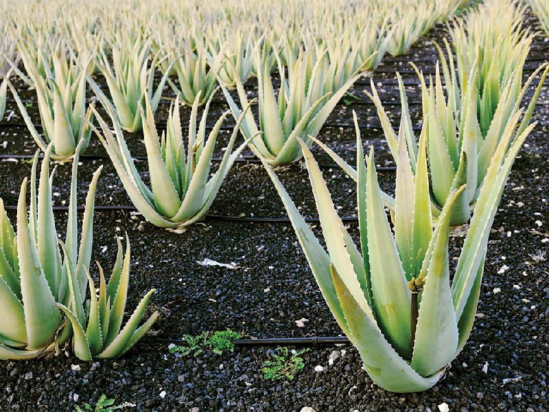 Aloevera Baby Plants