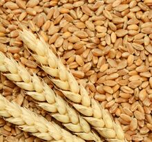 Machine clean Milling wheat, Certification : PHYTOSANITARY