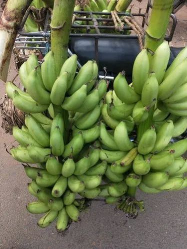 fresh green banana