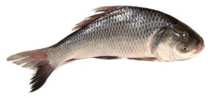 Catla Fish