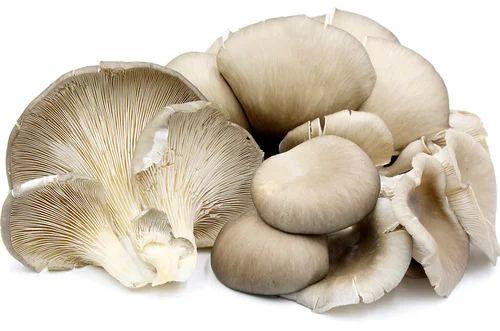 A Grade Oyster Mushroom